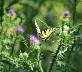 Wall Mural - butterfly on a flower