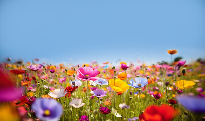 Wall Mural - Colourful wild flowers in the grass with copy space blooming, various colored flowers meadow with blue sky background