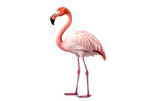 Pink Flamingo Isolated On White Backgorund