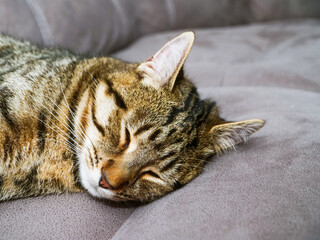 Relaxed brown tubby cat on a grey velour coach in calm and relaxed pose. Sleep and have a good time concept. House animal life.