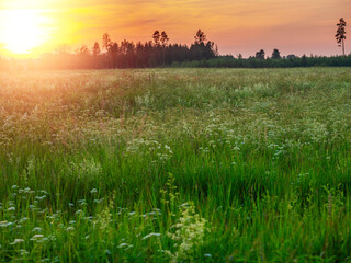 Wall Mural - Stunning sunset scene with green grass field and forest in a far distance. Calm and peaceful mood. Nobody. Nature in a warm sun light. Calm atmosphere.