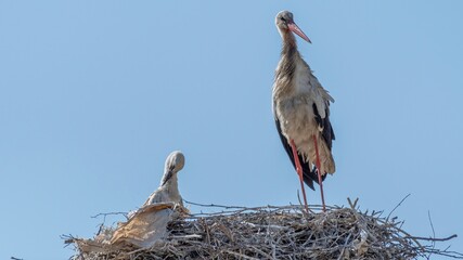 Wall Mural - Isolated close up of nesting stork birds in the stork village- Armenia