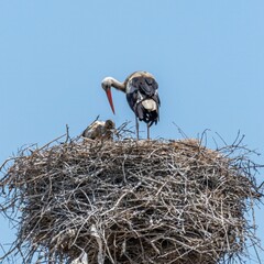 Wall Mural - Isolated close up of nesting stork birds in the stork village- Armenia