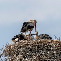 Wall Mural - Isolated close up of nesting stork birds in the stork village- Armenia