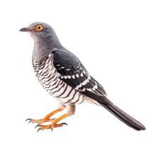 Cuckoo Transparent Background, Png