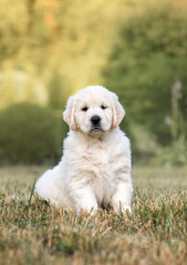 Wall Mural - little cute puppy 6 weeks old dog golden retriever walks in the park on a walk in the summer at sunset