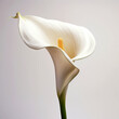 A calla lily flower on white background