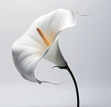 A Calla Lily Flower On White Background