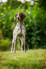 Wall Mural - German shorthair dog standing in nature background