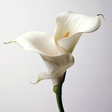 A calla lily flower on white background