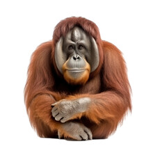 Orangutan Transparent Background, Png