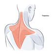 Women shoulder and back muscles structure illustration
