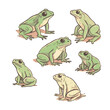 Green Frog Vector Icon Set - Forest Animals - Cute Frogs - Realistic Cartoon Amphibian Icons