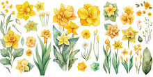 Set Of Daffodil Flower Yellow Color Color Watercolor, Spring Collection Of Hand Drawn Flowers , Botanical Plant Illustration , Elegant Watercolor ,transparent Background, PNG.