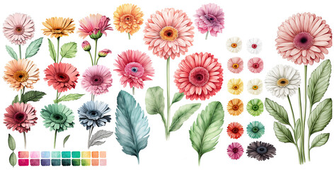 Wall Mural - Set of Gerbera Daisy flower mix color Watercolor, spring collection of hand drawn flowers , Botanical plant illustration , elegant watercolor ,transparent background, PNG.