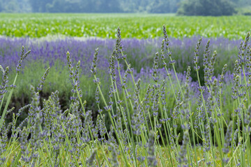 Wall Mural - Long Lavender