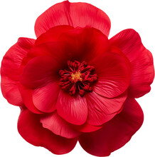 Red Camellia Flower Head Isolated, Cutout, Ai Generative