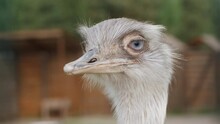 Portrait Of A Cute Ostrich In The Farm