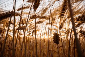 Wall Mural - Ripe barley spikelets on ukrainian field glowing by the orange sunset light. Agriculture background. Ukraine, Europe