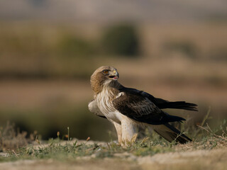 Wall Mural - Booted eagle, Hieraaetus pennatus