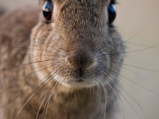 Wall Mural - Rabbit, Oryctolagus cuniculus