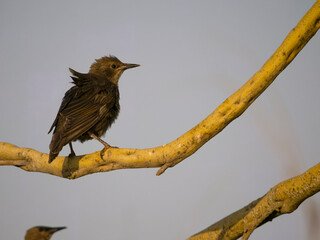 Wall Mural - Spotless starling, Sturnus unicolor