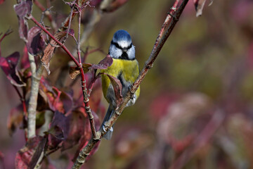 Poster - Eurasian blue tit // Blaumeise (Cyanistes caeruleus)