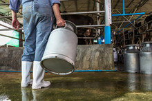 Back View Cow Man Worker Holding Aluminium Milk Can Working In Milking Dairy Farming