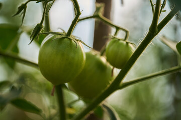 Wall Mural - Ripening tomatoes in a greenhouse