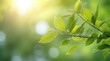 © MUS_GRAPHIC - Closeup beautiful view of nature green leaves on blurred greenery tree background