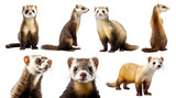 Fototapeta Zwierzęta - Ferret, many angles and view portrait side back head shot isolated on transparent background cutout, PNG file