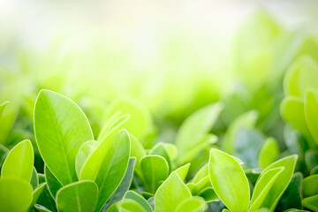closeup of beautiful and fresh green leaf in blurred background with morning sunlight, natural green