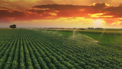 Wall Mural - Aerial view drone shot of irrigation system on agricultural soybean field and big tree at sunset helps to grow plants in the dry season. Beautiful summer landscape rural scene