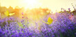 summer forest glade with flowering lavender flower and butterflies on a sunny day; back lighting, high key