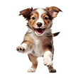 cute energetic young excited puppy on transparent background