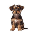 cute energetic young puppy on transparent background
