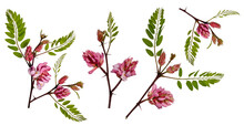Pink Acacia Flowers With Leaves And Branches On Transparent Background.