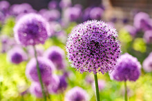 Blooming Purple Flower Balls Of Ornamental Onion Allium Hollandicum, Decorative Garlic