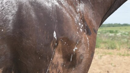 Canvas Print - Washing black horse with foam bubble. close-up