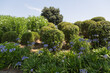 Mediterranean garden design and landscaping, Provence, France: Lush planted garden with rows of violet agapanthus lilies, oleander and various green plants and bushes 