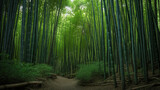 Fototapeta Dziecięca - Lush green bamboo forest