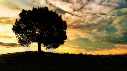 Silhouette of tree with sky, clouds and sunset. Concept of peace and tranquility.2