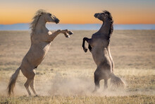 Wild Horses Fighting In Wyoming