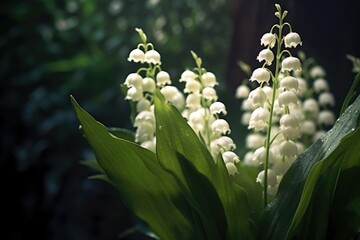 Canvas Print - white lily of the valley flowers against dark foliage, created with generative ai