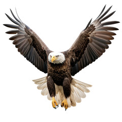 a bald eagle (haliaeetus leucocephalus) in flight, 3/4 view, american icon of freedom in a nature-th