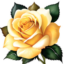 Yellow Rose Isolated On White Background Png