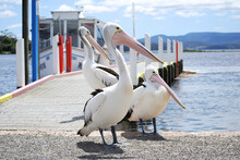 Three Pelicans On A Pier In Australia