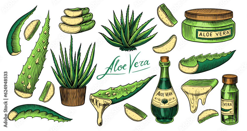 Vector de Stock Aloe vera set. Sketch of Plant and bunch and leaves.  Ingredient for herbal medicine or cosmetics. Hand drawn Vintage ink sketch.  Products for label, advertesment, typography or banner, poster |