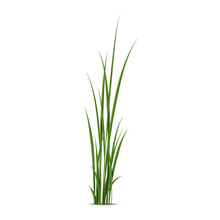 Realistic Reed, Sedge And Grass. Isolated 3d Vector Type Of Grass That Grows In Wet And Marshy Areas, Characterized By Strong Stems And Tall Narrow Leaves