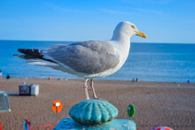 UK, Brighton, 18.07.2023: Most Common Birds You Can Meet In Brighton Is This Type Seagulls